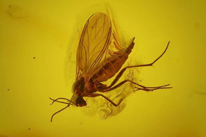 Fossil Fly (Diptera) In Baltic Amber #173654